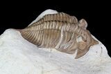 Huntonia Lingulifer (Rare Species) - Oklahoma #92751-1